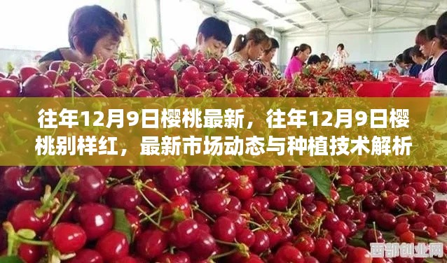 『往年12月9日樱桃市场最新动态与种植技术解析,别样红的市场趋势』