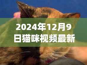 揭秘猫咪世界，2024年最新版猫咪视频破解指南（健康正面内容呈现）