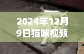 揭秘猫咪世界,2024年最新版猫咪视频破解指南(健康正面内容呈现)