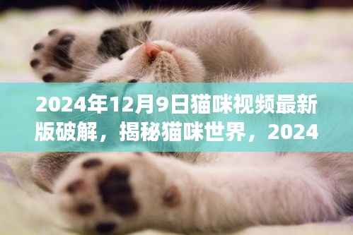 揭秘猫咪世界,2024年最新版猫咪视频破解指南(健康正面内容呈现)