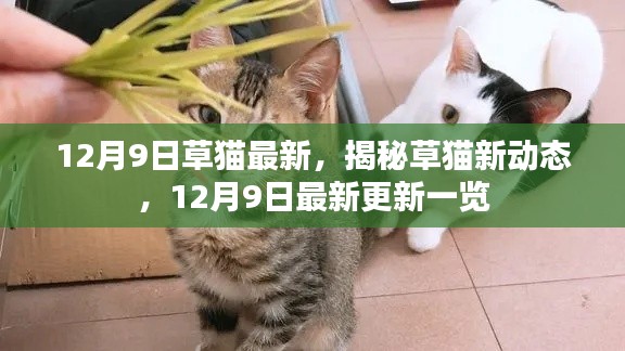 揭秘草猫新动态，最新更新一览（12月9日）