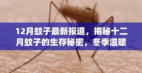 揭秘冬季温暖带来的蚊子活跃现象，十二月蚊子的生存秘密最新报道
