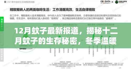 揭秘冬季温暖带来的蚊子活跃现象,十二月蚊子的生存秘密最新报道