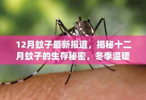 揭秘冬季温暖带来的蚊子活跃现象,十二月蚊子的生存秘密最新报道