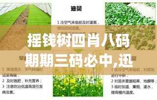 摇钱树四肖八码期期三码必中,迅捷解答策略解析_M版4.639