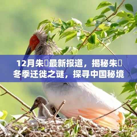 揭秘朱鹮冬季迁徙之谜，十二月最新报道，探寻中国秘境珍稀鸟类动态