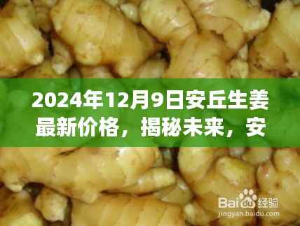 安丘生姜最新行情展望，揭秘未来价格动态分析（2024年12月9日）