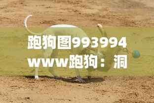 跑狗图993994www跑狗：洞察赛狗文化的独特魅力与社会意义