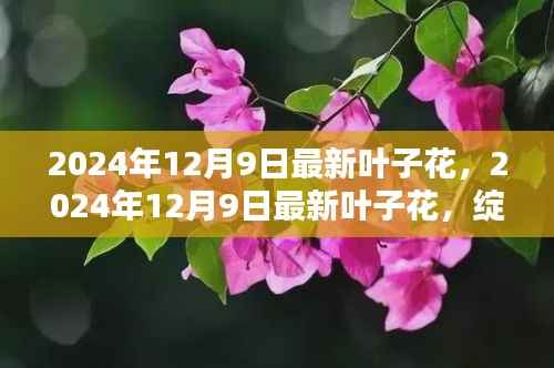 科技与自然的完美融合,最新叶子花在2024年12月9日的绽放之美