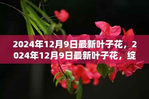 科技与自然的完美融合,最新叶子花在2024年12月9日的绽放之美