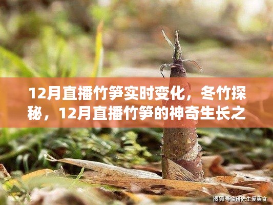 冬竹探秘，12月竹笋神奇生长之旅实时直播