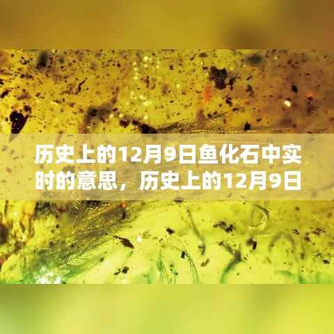 探寻时空深处的秘密与启示，历史上的鱼化石实时意义揭秘——12月9日的特殊纪念日解读