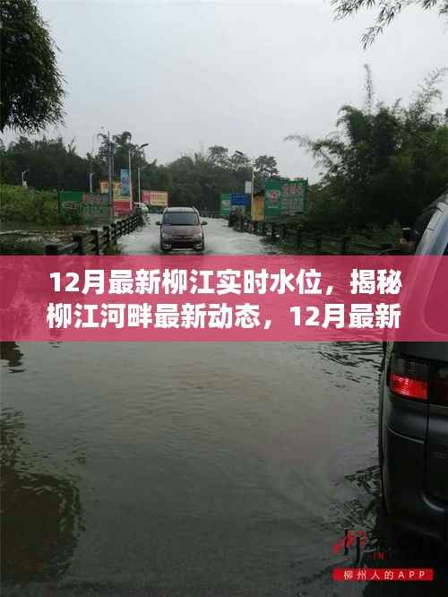 揭秘柳江河畔最新动态，12月最新柳江实时水位报告