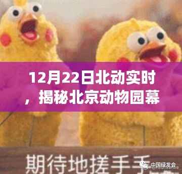 揭秘北京动物园幕后故事,动物王国的实时探秘之旅(12月22日)
