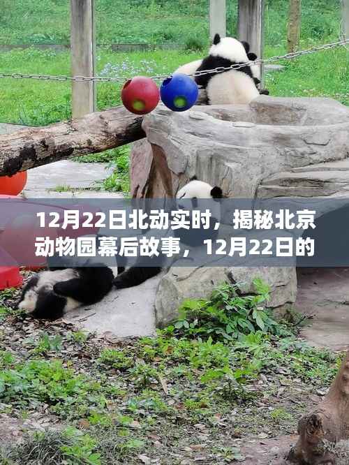揭秘北京动物园幕后故事,动物王国的实时探秘之旅(12月22日)