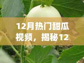 揭秘热门甜瓜视频背后的故事,甜蜜视觉盛宴的十二月回顾
