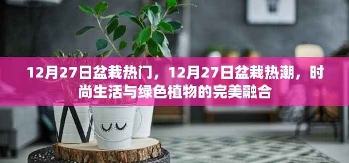 12月27日盆栽热潮，时尚生活与绿色植物的交融之美