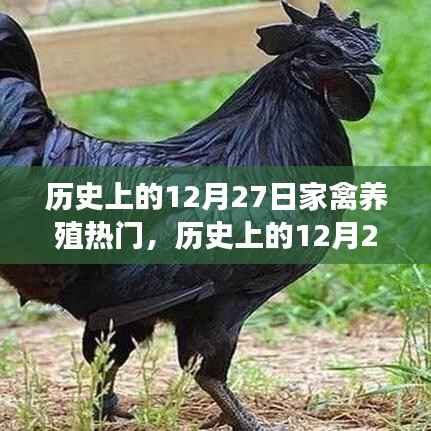 历史上的12月27日家禽养殖业的繁荣与变迁概览