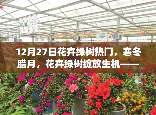 12月27日花卉市场热门趋势，寒冬中的生机绽放