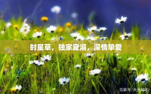 时星草,独家宠溺,深情挚爱