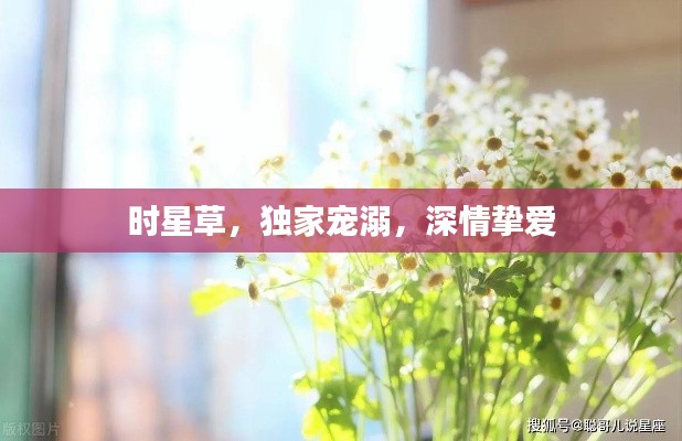 时星草,独家宠溺,深情挚爱