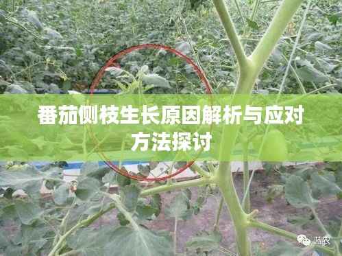 番茄侧枝生长原因解析与应对方法探讨