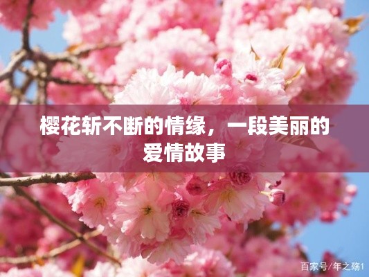 樱花斩不断的情缘，一段美丽的爱情故事