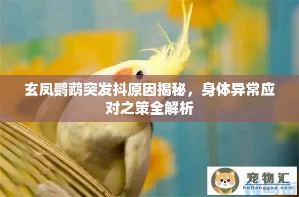 玄凤鹦鹉突发抖原因揭秘,身体异常应对之策全解析