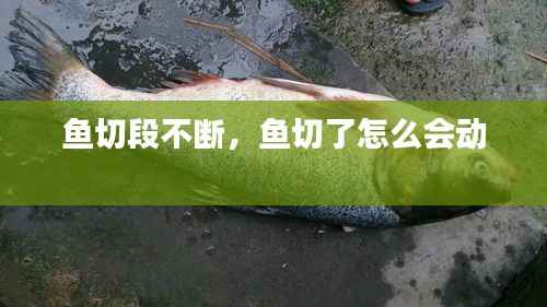 鱼切段不断，鱼切了怎么会动 