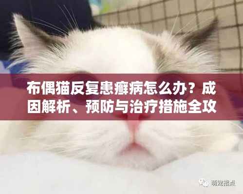 布偶猫反复患癣病怎么办？成因解析、预防与治疗措施全攻略！