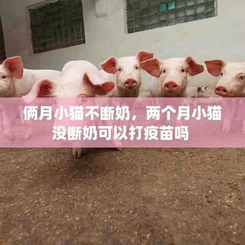 俩月小猫不断奶，两个月小猫没断奶可以打疫苗吗 