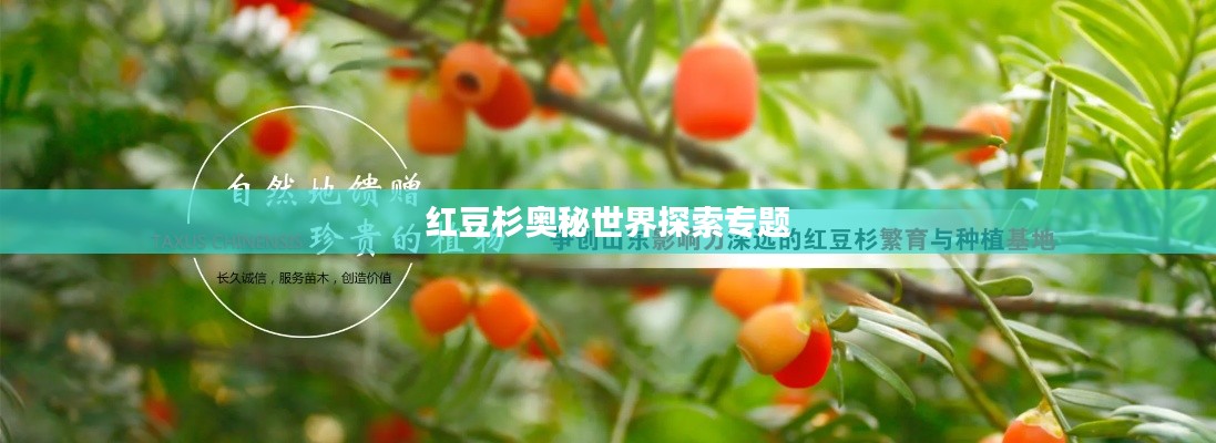 红豆杉奥秘世界探索专题
