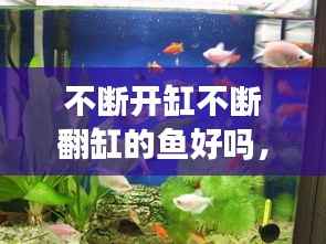 不断开缸不断翻缸的鱼好吗，鱼缸翻缸时鱼怎么办 