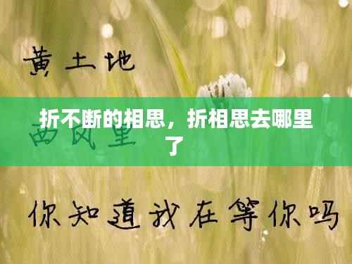 折不断的相思，折相思去哪里了 