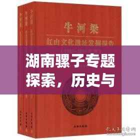 湖南骡子专题探索，历史与文化价值的深度挖掘