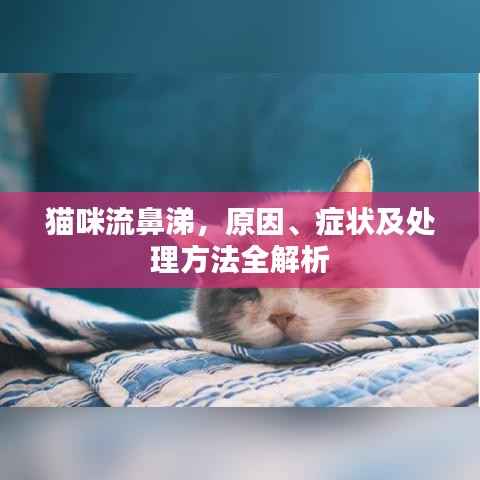 猫咪流鼻涕，原因、症状及处理方法全解析