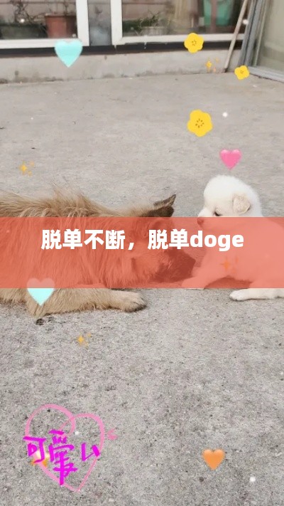 脱单不断，脱单doge 