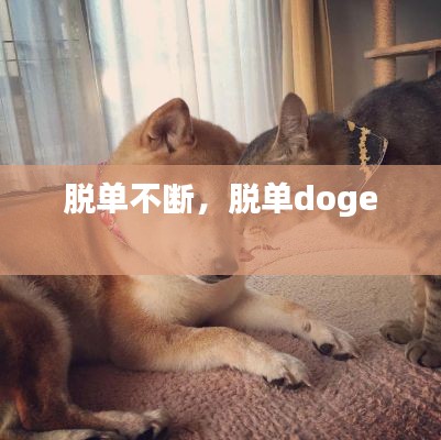 脱单不断,脱单doge