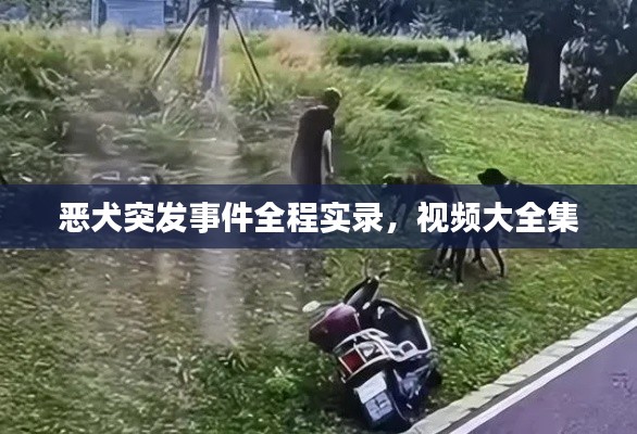 恶犬突发事件全程实录，视频大全集