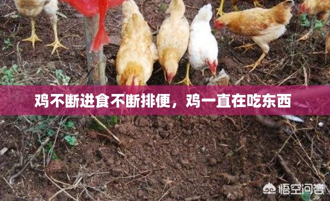 鸡不断进食不断排便，鸡一直在吃东西 