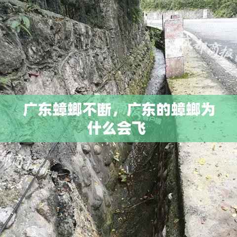 广东蟑螂不断，广东的蟑螂为什么会飞 