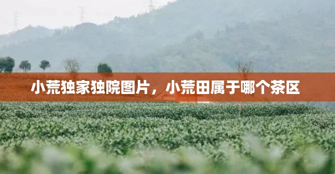 小荒独家独院图片，小荒田属于哪个茶区 