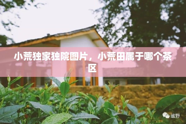 小荒独家独院图片,小荒田属于哪个茶区