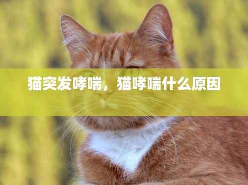 猫突发哮喘，猫哮喘什么原因 