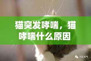 猫突发哮喘,猫哮喘什么原因