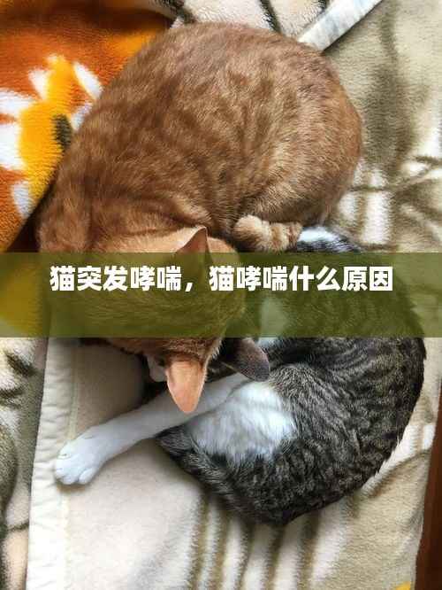猫突发哮喘,猫哮喘什么原因