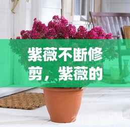 紫薇不断修剪，紫薇的修剪视频教材 