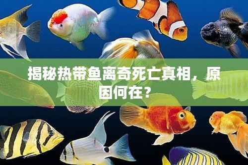 揭秘热带鱼离奇死亡真相，原因何在？