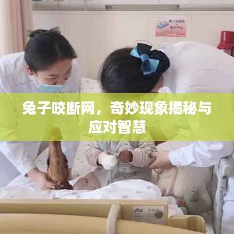 兔子咬断网，奇妙现象揭秘与应对智慧