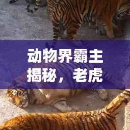 动物界霸主揭秘,老虎高手排名与解析!